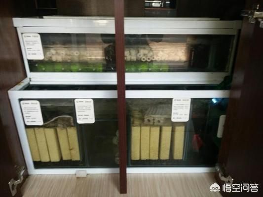 如何解決魚缸糞便問題，如何有效的解決魚缸糞便問題