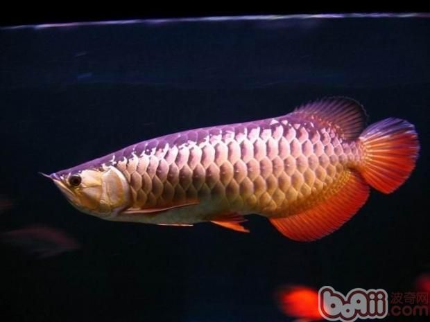 龍魚品相怎么看出來的好壞呢，龍魚品相與市場價格關系，龍魚日常養護技巧分享 龍魚品相怎么看出來的好壞呢，龍魚品相與市場價格關系，龍魚日常養護技巧分享 龍魚百科 第5張