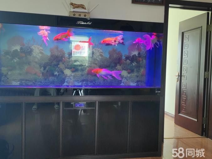 太原龍魚轉讓出售
