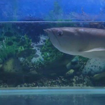 太原龍魚轉讓出售