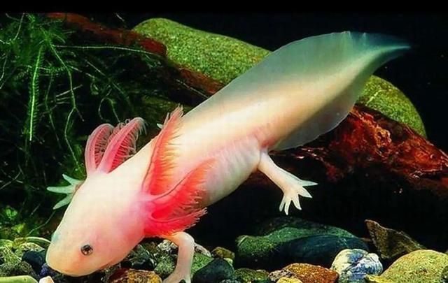 恐龍魚不吃東西能活幾天（恐龍魚不吃東西能活多久） 恐龍魚不吃東西能活幾天（恐龍魚不吃東西能活多久） 龍魚百科 第2張