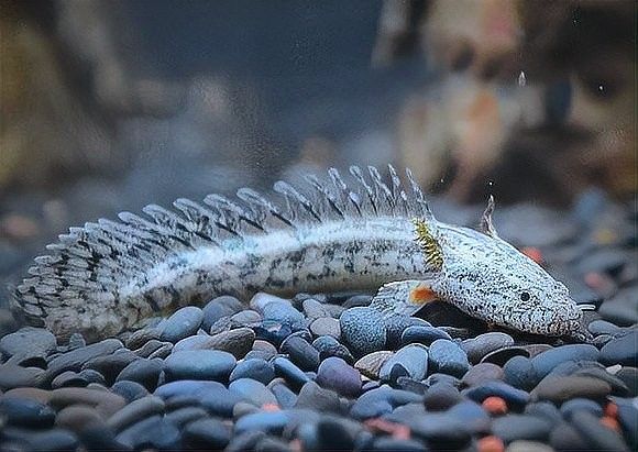 黃花恐龍魚和大花恐龍魚的區別是什么