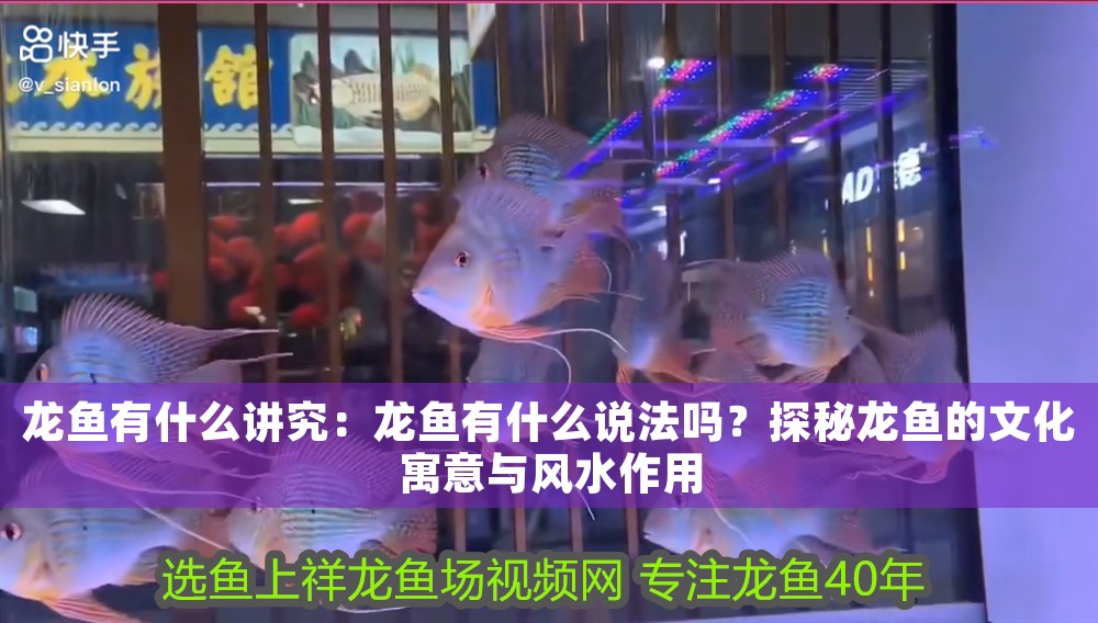 龍魚有什么講究：龍魚有什么說法嗎？探秘龍魚的文化寓意與風水作用 龍魚有什么講究：龍魚有什么說法嗎？探秘龍魚的文化寓意與風水作用 龍魚百科 第1張