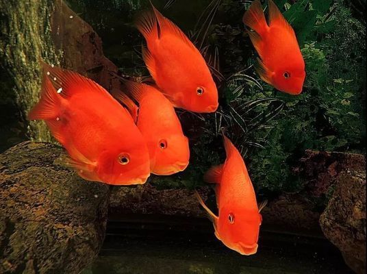 龍魚有什么講究：龍魚有什么說法嗎？探秘龍魚的文化寓意與風水作用 龍魚有什么講究：龍魚有什么說法嗎？探秘龍魚的文化寓意與風水作用 龍魚百科 第2張