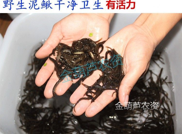 龍魚(yú)產(chǎn)地葫蘆群島：葫蘆群島龍魚(yú)養(yǎng)殖技術(shù)龍魚(yú)產(chǎn)地主要分布在南美洲亞馬遜流域內(nèi)的尼格羅河內(nèi) 龍魚(yú)產(chǎn)地葫蘆群島：葫蘆群島龍魚(yú)養(yǎng)殖技術(shù)龍魚(yú)產(chǎn)地主要分布在南美洲亞馬遜流域內(nèi)的尼格羅河內(nèi) 龍魚(yú)百科 第3張