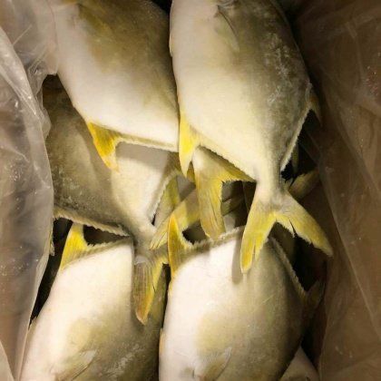 紅龍魚(yú)的介紹詞怎么寫(xiě)的啊