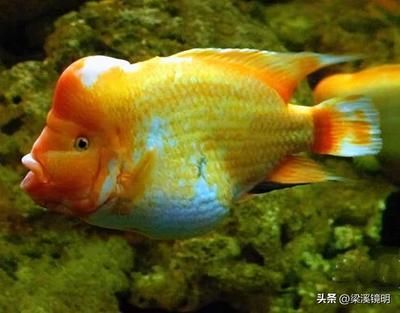 土黃色的龍魚多少錢一條(土黃色的龍魚價格是多少) 龍魚百科 第5張 土黃色的龍魚多少錢一條(土黃色的龍魚價格是多少) 土黃色的龍魚多少錢一條(土黃色的龍魚價格是多少) 龍魚百科 第5張