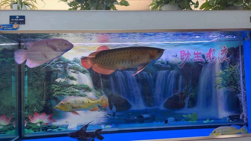 紅金龍魚繁殖時需要多大空間？ 紅金龍魚繁殖時需要多大空間？ 龍魚百科 第2張