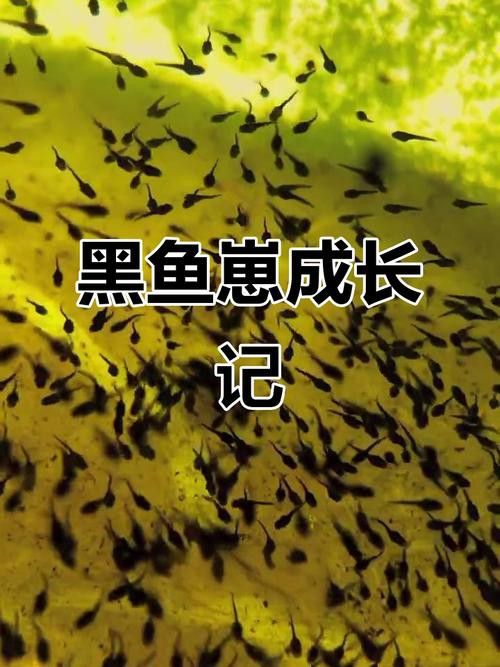 金龍魚和黑魚 龍魚百科 第6張 金龍魚和黑魚 金龍魚和黑魚 龍魚百科 第6張