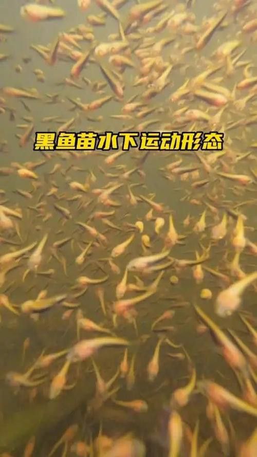 金龍魚和黑魚 龍魚百科 第7張 金龍魚和黑魚 金龍魚和黑魚 龍魚百科 第7張