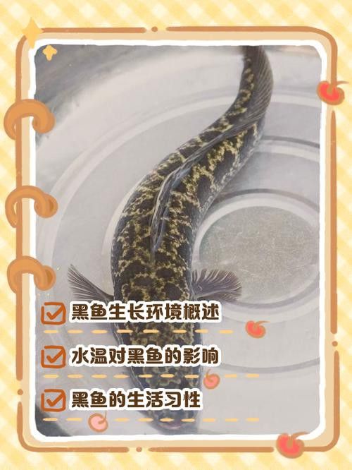 金龍魚和黑魚 龍魚百科 第10張 金龍魚和黑魚 金龍魚和黑魚 龍魚百科 第10張