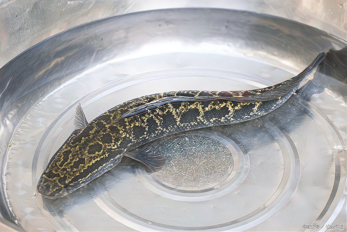 金龍魚和黑魚 金龍魚和黑魚 龍魚百科 第14張
