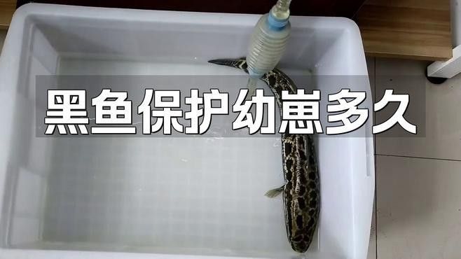 金龍魚和黑魚 金龍魚和黑魚 龍魚百科 第13張