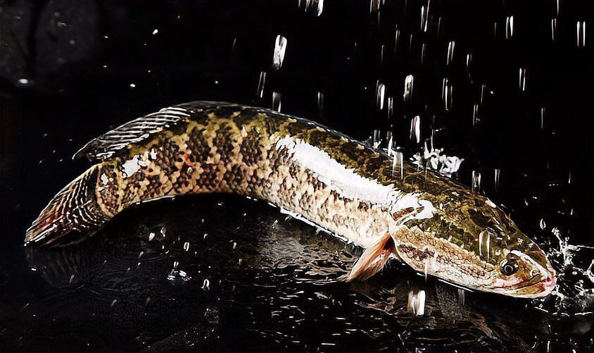 金龍魚和黑魚 金龍魚和黑魚 龍魚百科 第15張