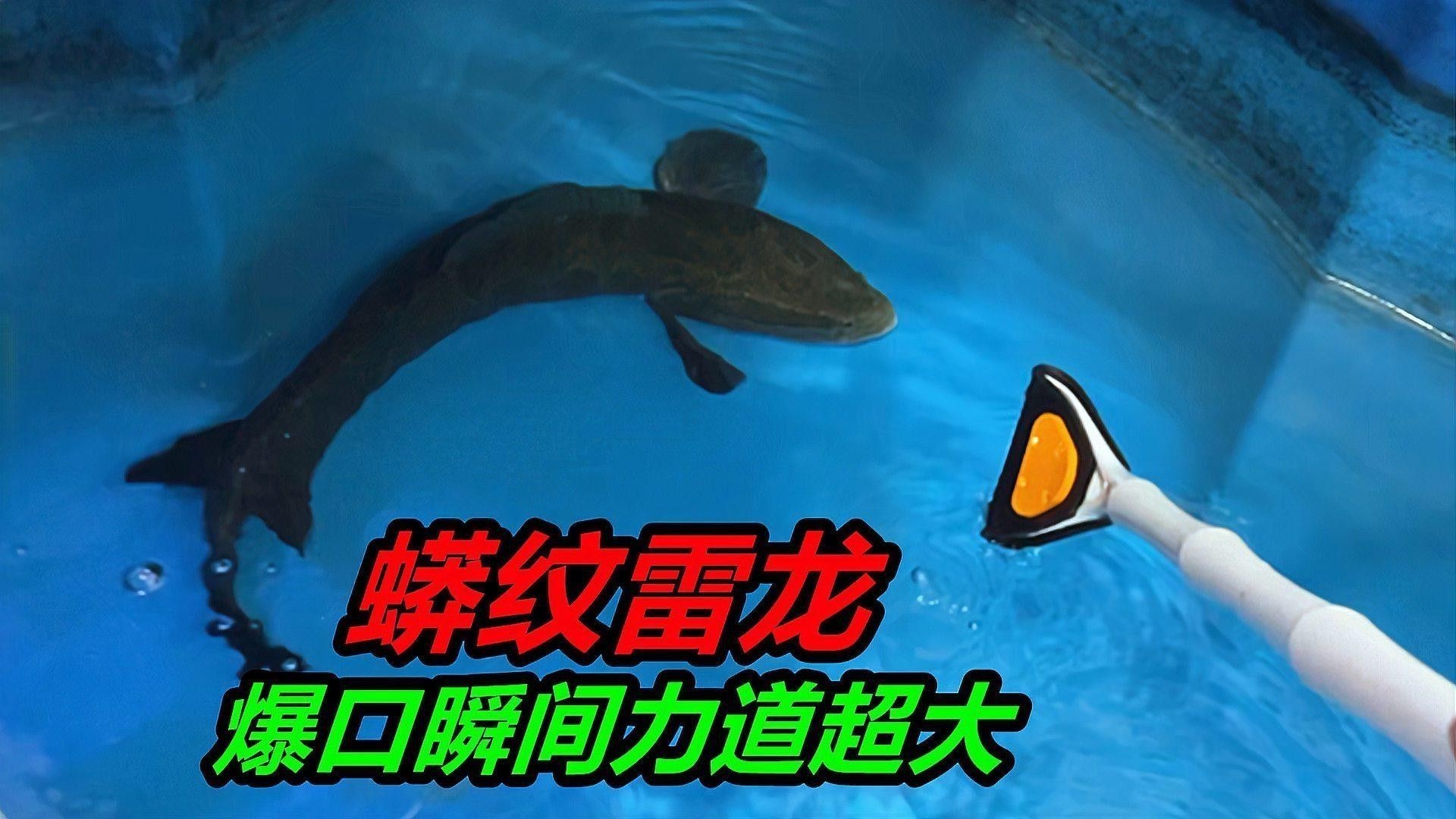 金龍魚和黑魚 金龍魚和黑魚 龍魚百科 第18張
