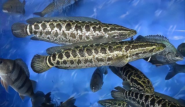 金龍魚和黑魚 金龍魚和黑魚 龍魚百科 第17張