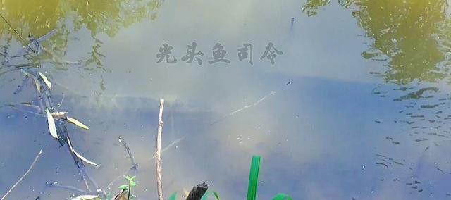 金龍魚和黑魚 金龍魚和黑魚 龍魚百科 第20張