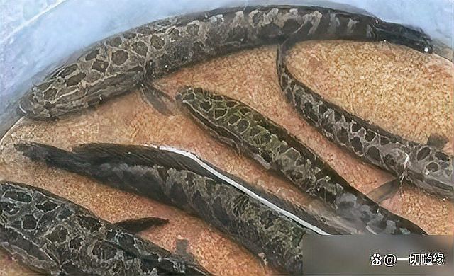 金龍魚和黑魚 金龍魚和黑魚 龍魚百科 第16張