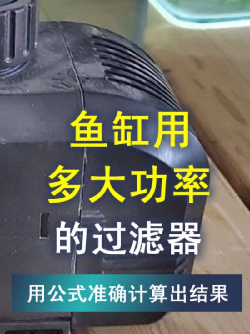 50厘米金龍魚需要多大的過濾器？