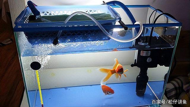 50厘米金龍魚需要多大的過濾器？