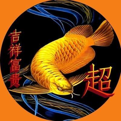 用金龍魚做微信頭像好嗎（用金龍魚做微信頭像合適嗎？） 用金龍魚做微信頭像好嗎（用金龍魚做微信頭像合適嗎？） 龍魚百科 第1張