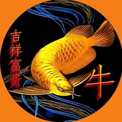 用金龍魚做微信頭像好嗎（用金龍魚做微信頭像合適嗎？） 用金龍魚做微信頭像好嗎（用金龍魚做微信頭像合適嗎？） 龍魚百科 第3張