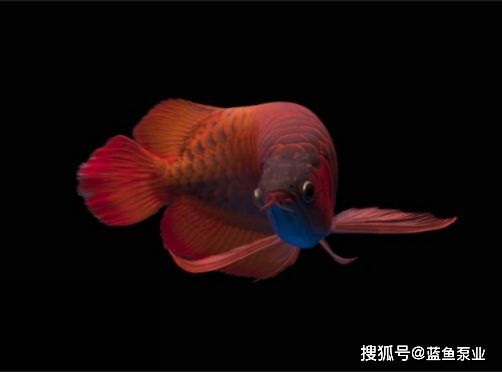 紅龍魚壽命一般多長時間呢， 紅龍魚壽命一般多長時間呢， 龍魚百科 第1張