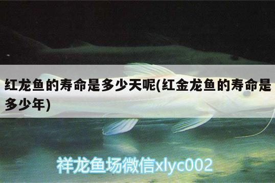 紅龍魚壽命一般多長時間呢， 紅龍魚壽命一般多長時間呢， 龍魚百科 第4張