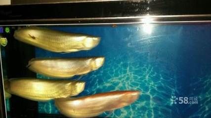 北京回收龍魚價格多少：北京龍魚回收價格走勢