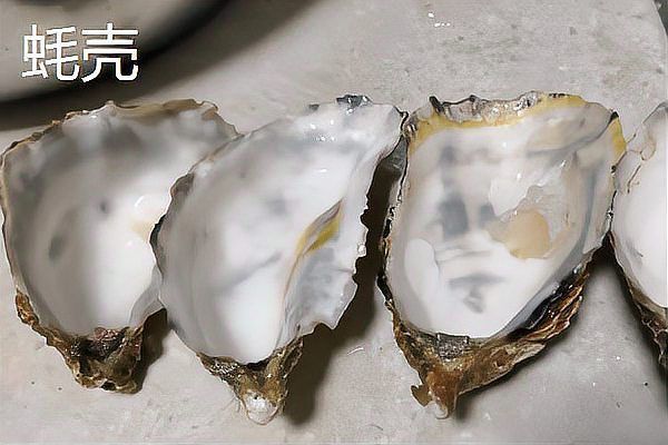 金魚缸最佳濾材