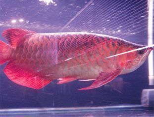 紅龍魚養在家里好不好【家庭養殖紅龍魚的注意事項】 龍魚百科 第4張 紅龍魚養在家里好不好【家庭養殖紅龍魚的注意事項】 紅龍魚養在家里好不好【家庭養殖紅龍魚的注意事項】 龍魚百科 第4張