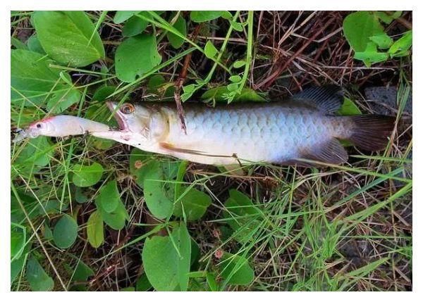 龍魚的水溫大約多少度最好釣魚：龍魚最佳釣魚水溫