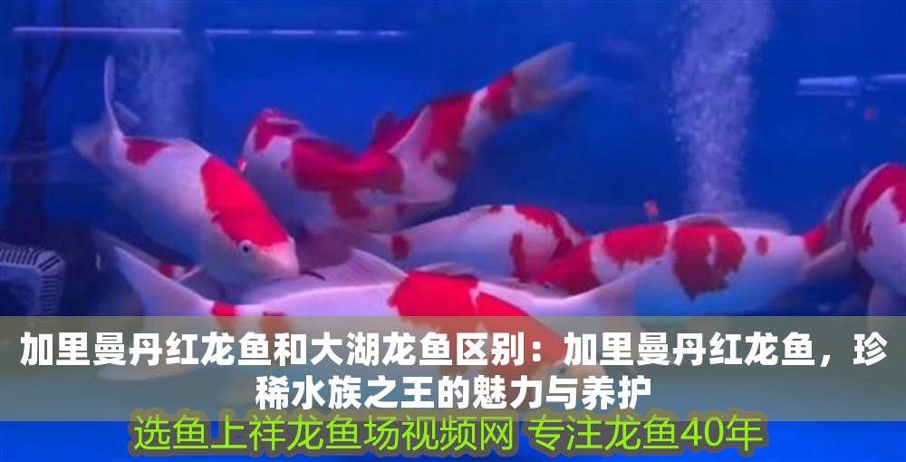 加里曼丹紅龍魚和大湖龍魚區別：加里曼丹紅龍魚，珍稀水族之王的魅力與養護