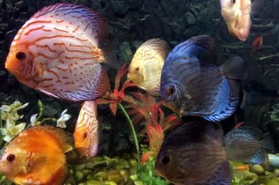 加里曼丹紅龍魚和大湖龍魚區別：加里曼丹紅龍魚，珍稀水族之王的魅力與養護