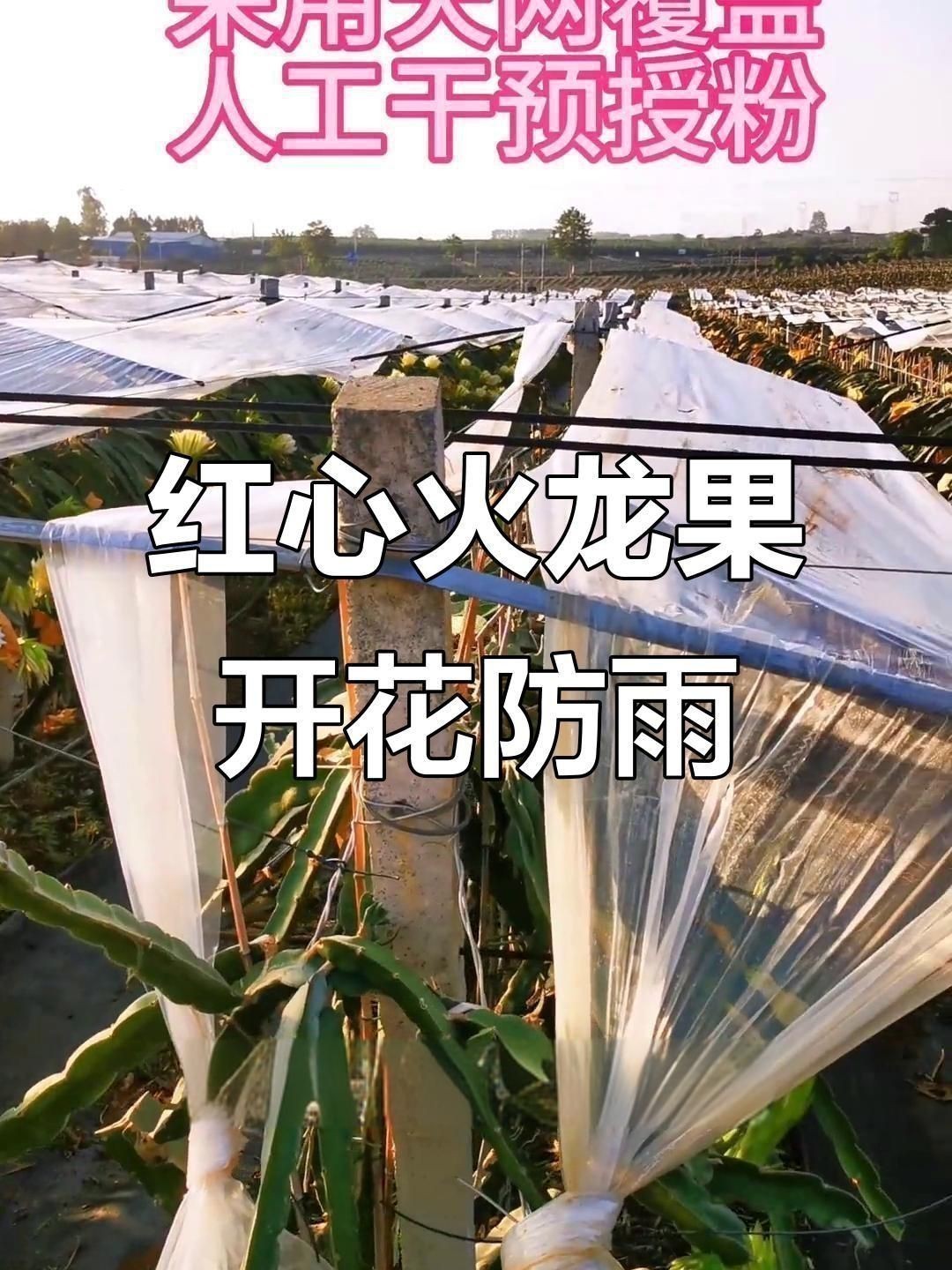如何改善紅龍的耐雨性？
