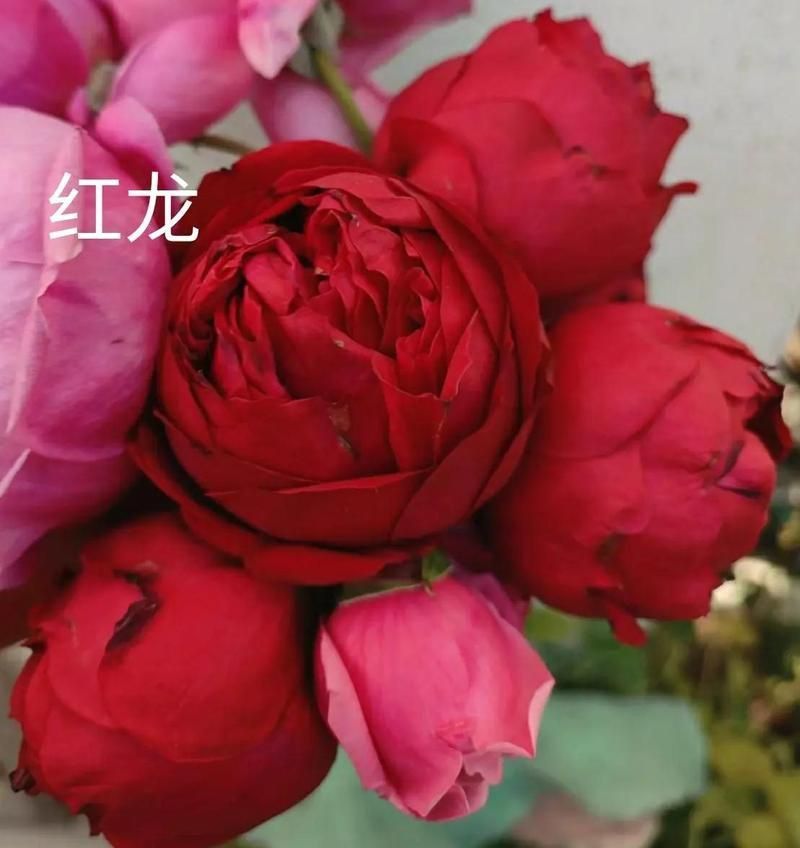 如何改善紅龍的耐雨性？