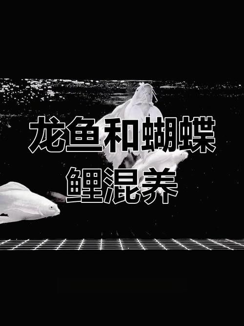 龍魚和蝴蝶鯉混養(yǎng)秘訣圖片 龍魚和蝴蝶鯉混養(yǎng)秘訣圖片 龍魚百科 第7張