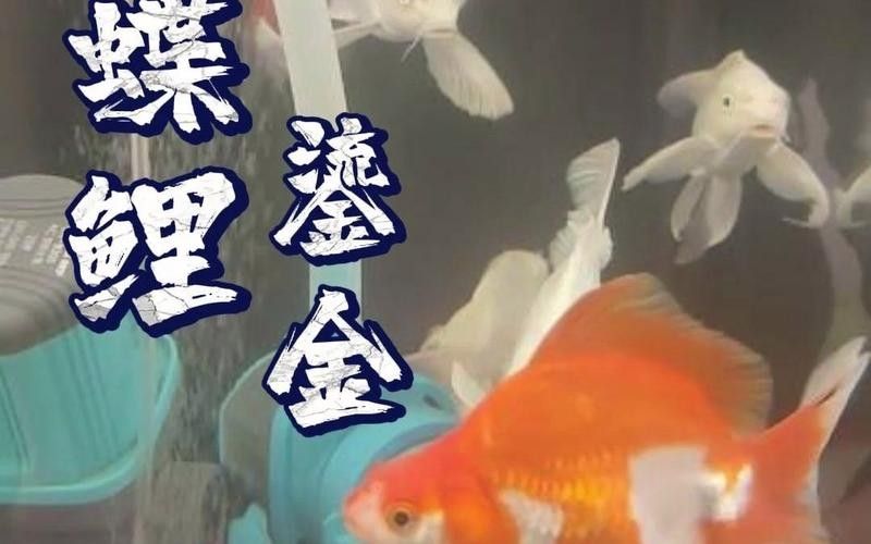 龍魚和蝴蝶鯉混養(yǎng)秘訣圖片 龍魚和蝴蝶鯉混養(yǎng)秘訣圖片 龍魚百科 第25張