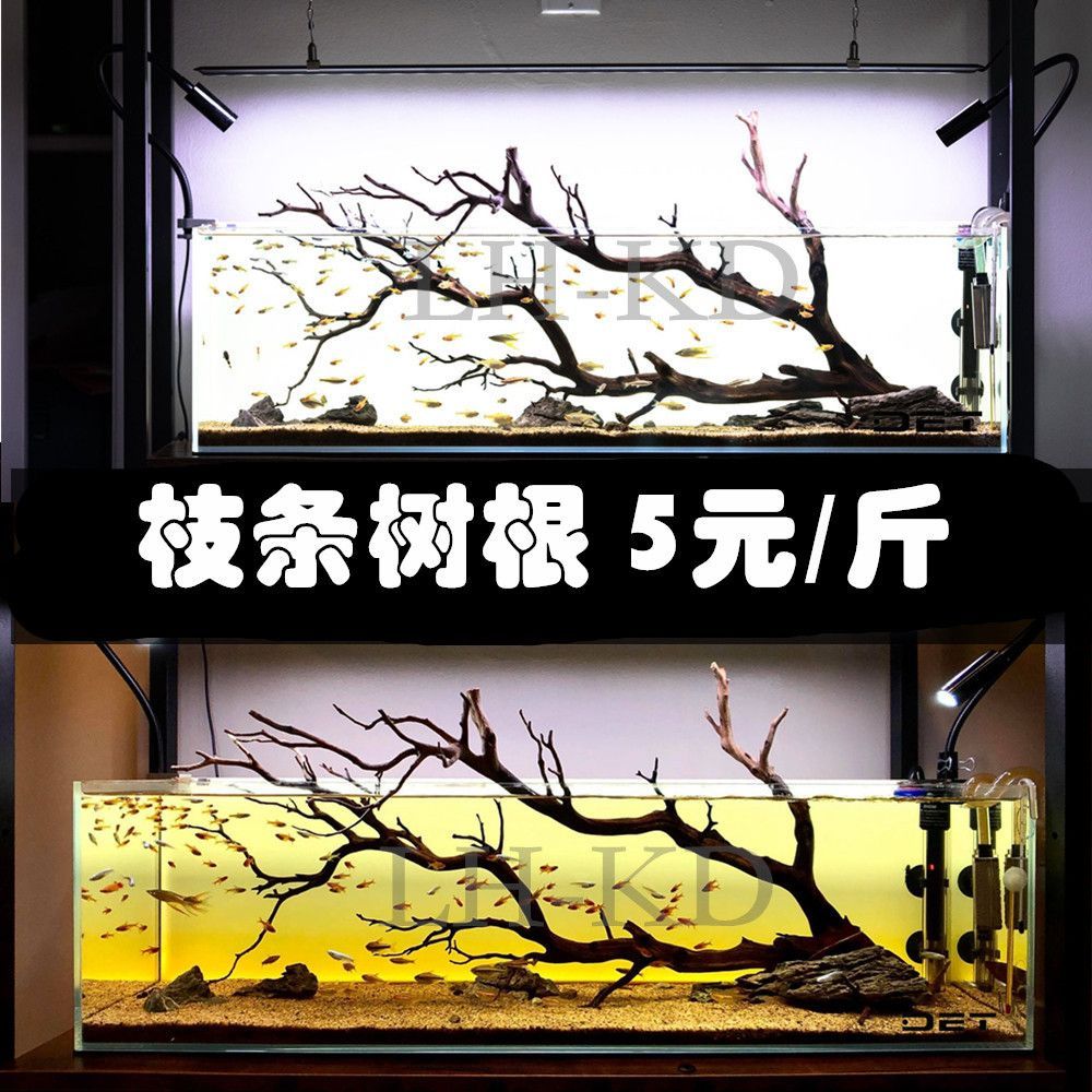 雷龍魚產地是亞馬遜的嗎，雷龍魚在亞馬遜河流域的分布