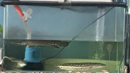雷龍魚產地是亞馬遜的嗎，雷龍魚在亞馬遜河流域的分布