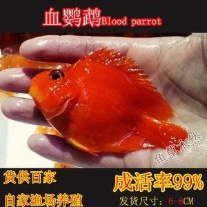 龍魚多大缸可以養：龍魚的成年尺寸是決定魚缸大小的關鍵因素的信息 龍魚多大缸可以養：龍魚的成年尺寸是決定魚缸大小的關鍵因素的信息 龍魚百科 第1張