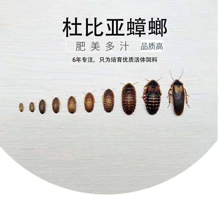 龍魚多大缸可以養：龍魚的成年尺寸是決定魚缸大小的關鍵因素的信息 龍魚多大缸可以養：龍魚的成年尺寸是決定魚缸大小的關鍵因素的信息 龍魚百科 第2張