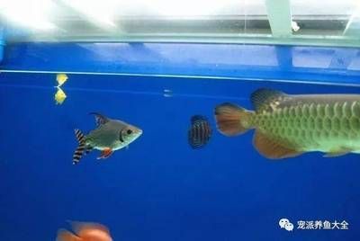 龍魚配飛鳳風(fēng)水局（風(fēng)水學(xué)中龍魚與飛鳳魚的搭配注意事項龍魚混養(yǎng)虎魚的注意事項） 龍魚配飛鳳風(fēng)水局（風(fēng)水學(xué)中龍魚與飛鳳魚的搭配注意事項龍魚混養(yǎng)虎魚的注意事項） 龍魚百科 第1張
