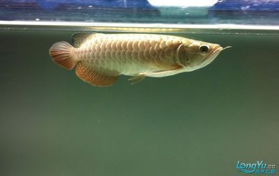 金頭龍魚多大不會反垢？：金頭龍魚反垢怎么辦