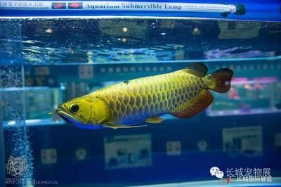 金頭龍魚多大不會反垢？：金頭龍魚反垢怎么辦