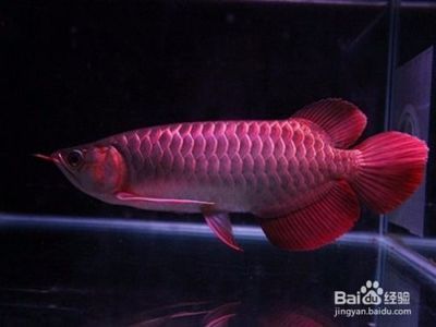 養(yǎng)一條銀龍魚代表什么意思啊：養(yǎng)一條銀龍魚代表什么寓意？