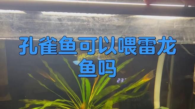 孔雀魚喂龍魚可以嗎