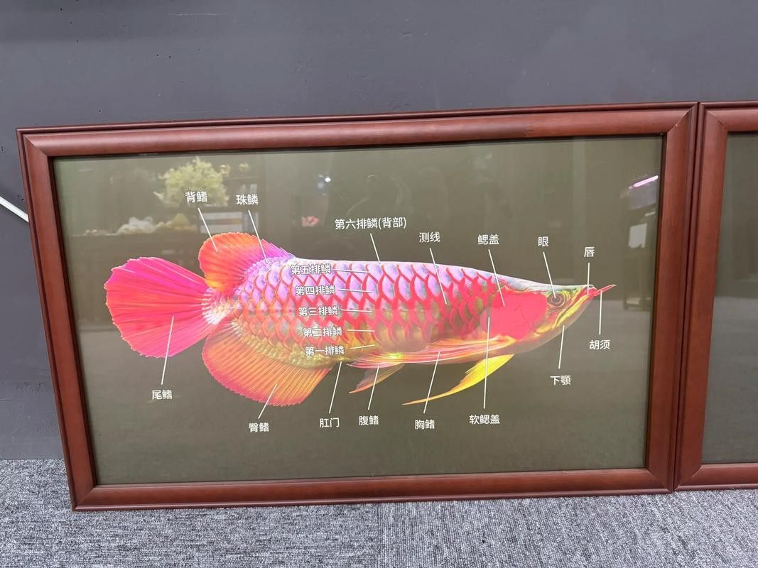 印尼龍魚養殖場圖片大全
