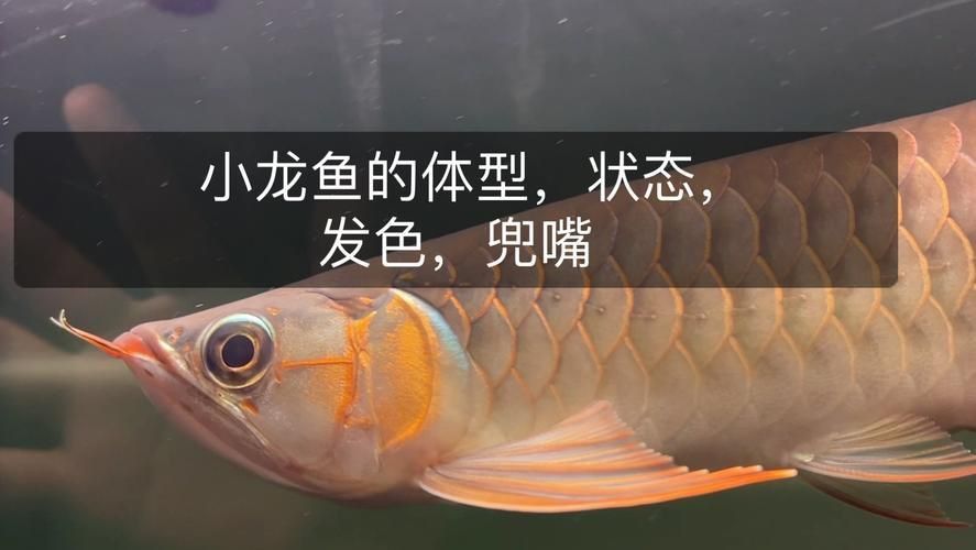 金龍魚發(fā)色過程分析圖