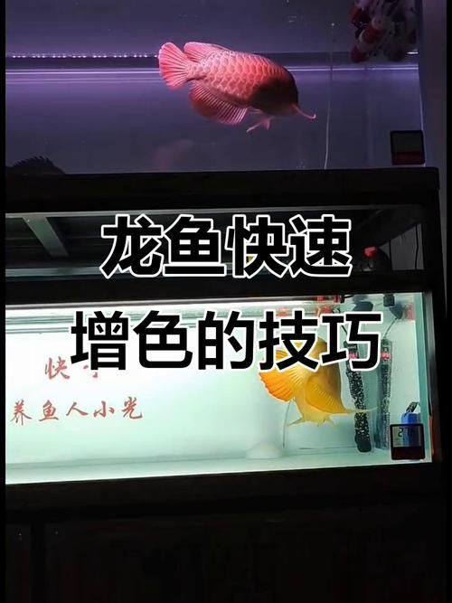 金龍魚發(fā)色過程分析圖
